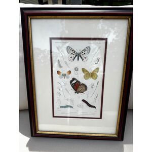 Antique Copper plate engraving Regne Animal Butterflies and caterpillar must see